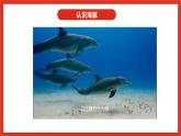 苏教版科学五下 2.7《海豚与声呐》课件+教案