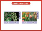 苏教版科学五下 3.10 《昼夜对植物的影响》课件+教案