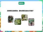 【核心素养】大象版科学六年级下册1.4《植物与环境》课件+教案+分层练习（含答案）+素材