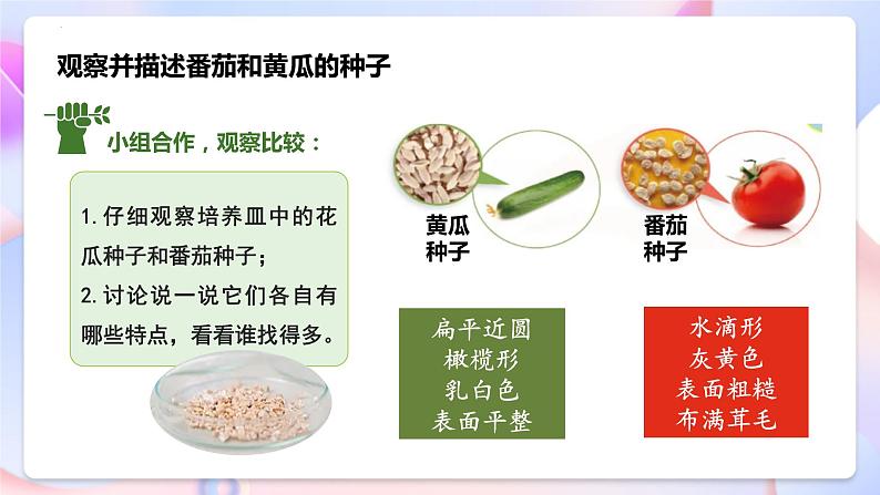 苏教版科学三年级下册1.1《种子发芽了》课件+教案+练习（含答案）+素材08