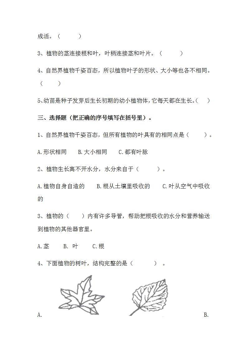 苏教版科学三年级下册1.2《幼苗长大了》课件+教案+练习（含答案）+素材02