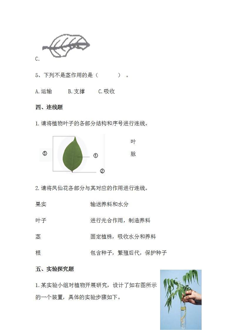 苏教版科学三年级下册1.2《幼苗长大了》课件+教案+练习（含答案）+素材03