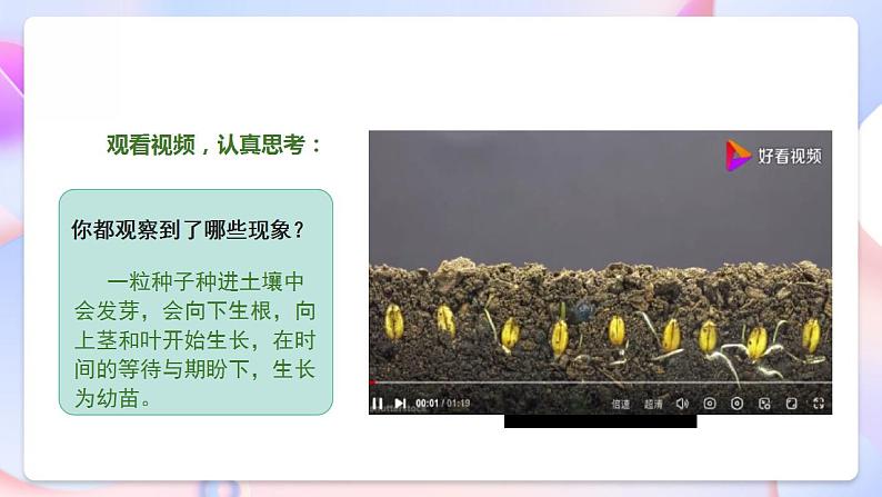 苏教版科学三年级下册1.2《幼苗长大了》课件+教案+练习（含答案）+素材06