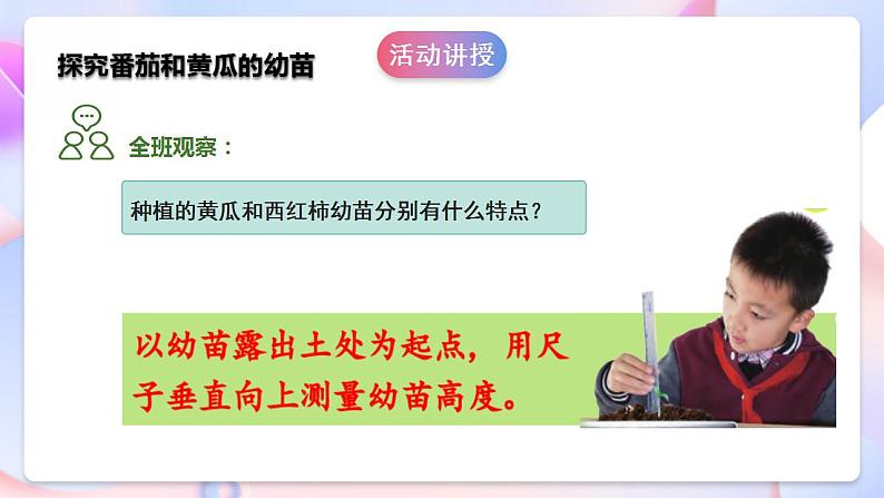 苏教版科学三年级下册1.2《幼苗长大了》课件+教案+练习（含答案）+素材08