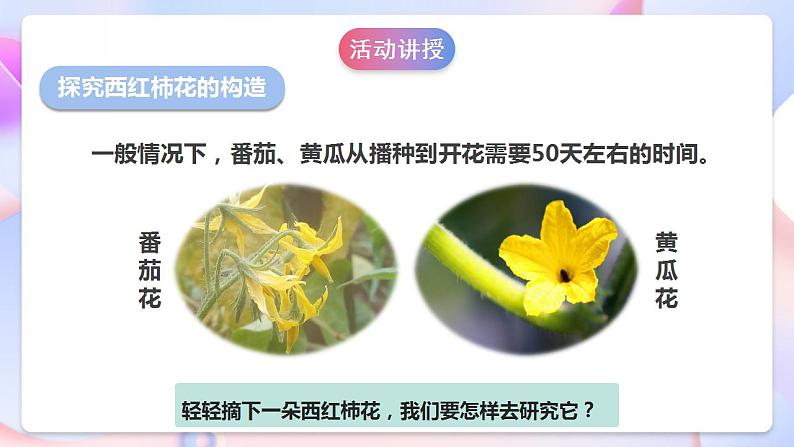 苏教版科学三年级下册1.3《植物开花了》课件+教案+练习（含答案）+素材07