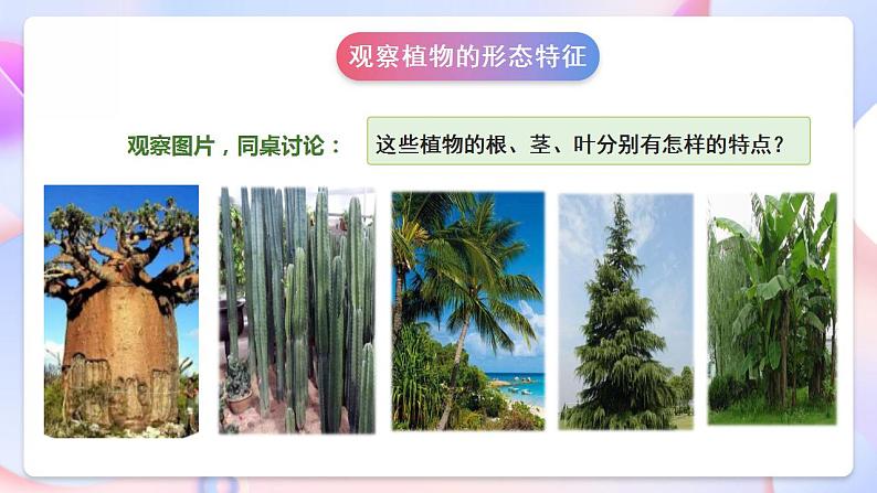 苏教版科学三年级下册2.5《不同环境里的植物》课件+教案+练习（含答案）+素材07