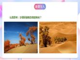 苏教版科学三年级下册2.6《沙漠中的植物》课件+教案+练习（含答案）+素材