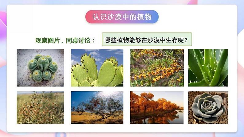 苏教版科学三年级下册2.6《沙漠中的植物》课件+教案+练习（含答案）+素材07