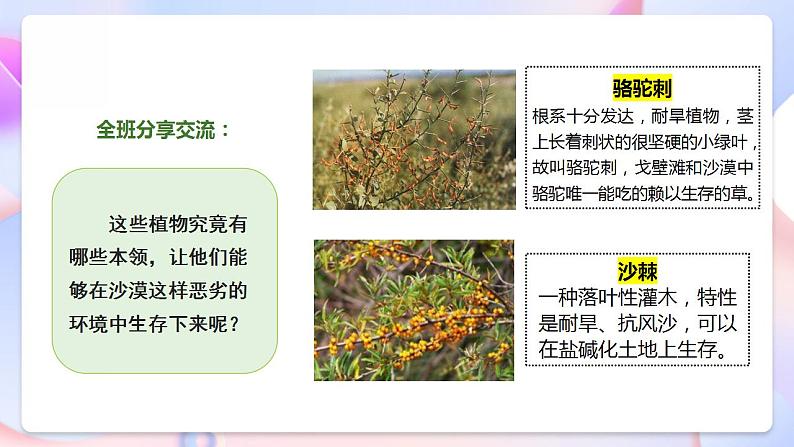 苏教版科学三年级下册2.6《沙漠中的植物》课件+教案+练习（含答案）+素材08