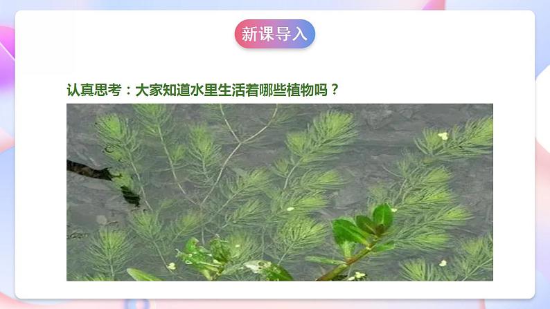 苏教版科学三年级下册2.7《水里的植物》课件+教案+练习（含答案）+素材05