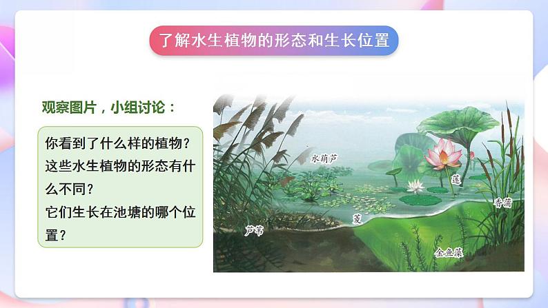 苏教版科学三年级下册2.7《水里的植物》课件+教案+练习（含答案）+素材07