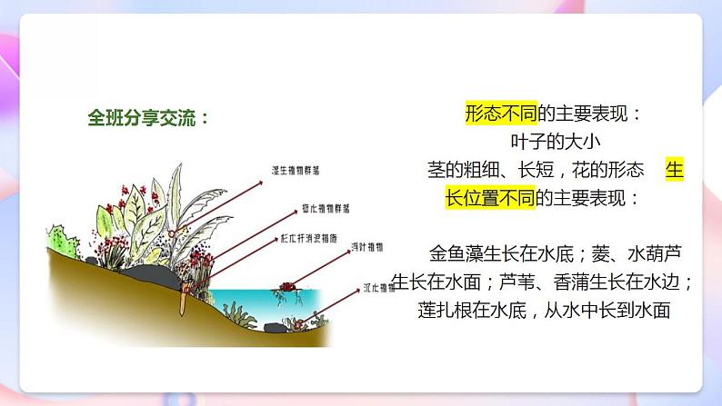 苏教版科学三年级下册2.7《水里的植物》课件+教案+练习（含答案）+素材08