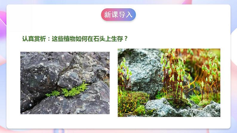 苏教版科学三年级下册2.8《石头上的植物》课件+教案+练习（含答案）+素材05