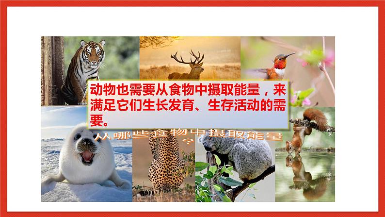 大象版科学五年级下册 准备单元4.2《动物的食物》课件05