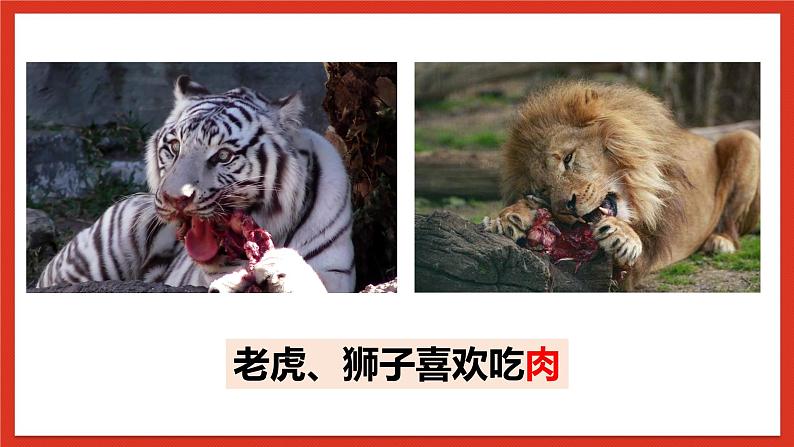 大象版科学五年级下册 准备单元4.2《动物的食物》课件08