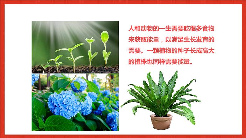 大象版科学五年级下册 准备单元4.3《植物的食物》课件05