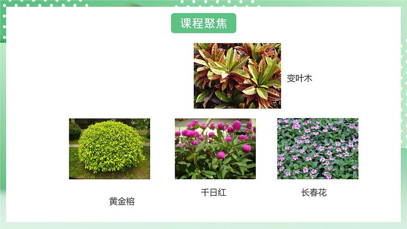 教科版科学六年级下册2.3《形形色色的植物》课件+探究记录单+微课06