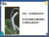 第3课时 蚕长大了课件