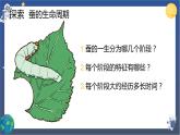 第6课时 蚕的一生课件
