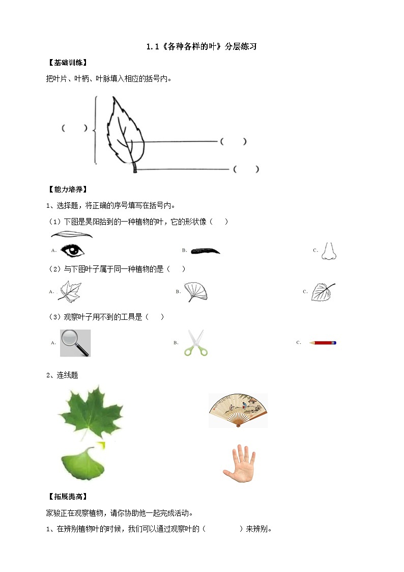 【新课标】1.1《各种各样的叶》分层练习（含答案）01