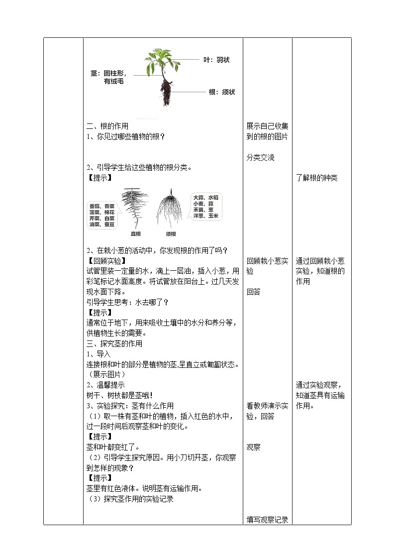 苏教版（2019）科学三年级下1.2《幼苗长大了》教案02