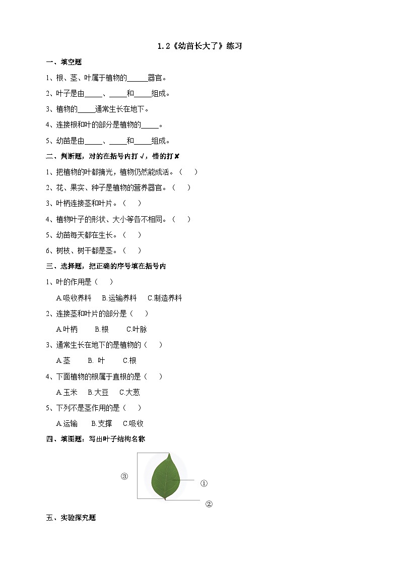 苏教版（2019）科学三年级下1.2《幼苗长大了》练习01