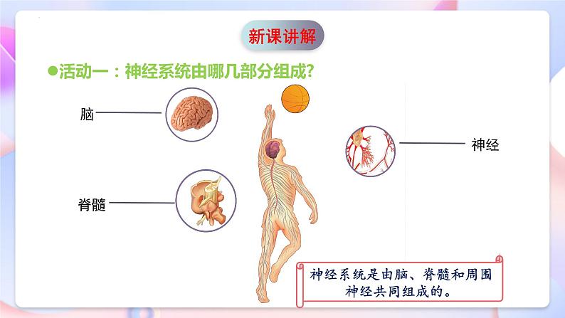 青岛版科学五年级下册1.2《神经系统》课件+教案+练习（含答案）+素材07