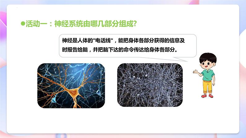 青岛版科学五年级下册1.2《神经系统》课件+教案+练习（含答案）+素材08