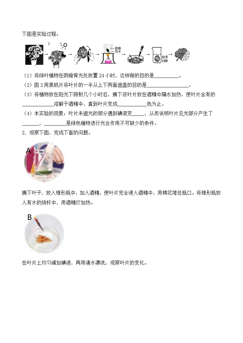 青岛版科学五年级下册5.18《光合作用》课件+教案+练习（含答案）+素材03