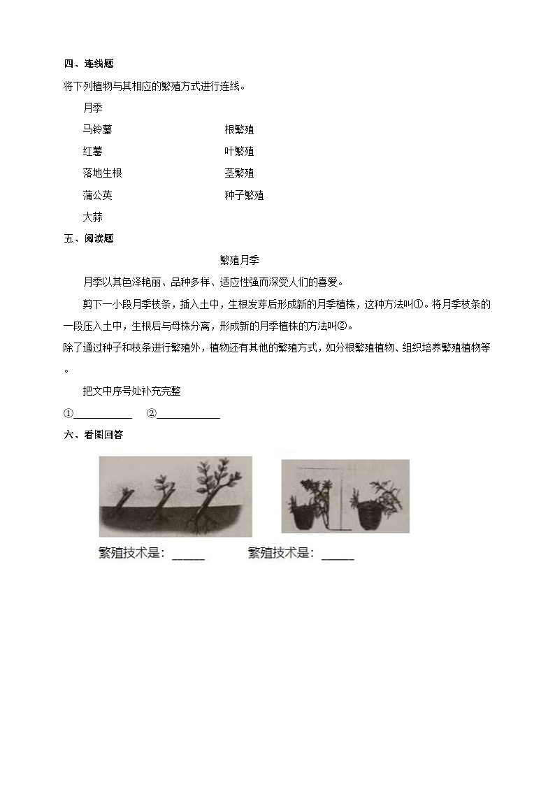 青岛版（六三）三年级科学下册4.14《植物的“分身术”》练习（含答案）第2页