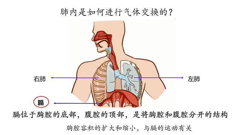 大象版（2017）科学四年级上册第四单元第三节《肺是怎样呼吸的》课件06