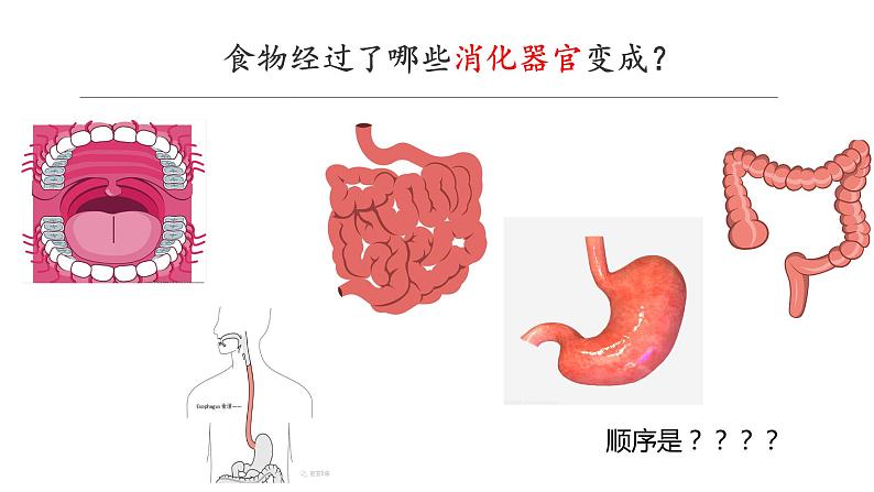 大象版（2017）科学四年级上册第五单元第一节《一次神奇的旅行》课件03