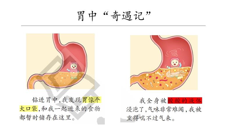 大象版（2017）科学四年级上册第五单元第三节《胃中“奇遇记”》课件第2页