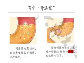 大象版（2017）科学四年级上册第五单元第三节《胃中“奇遇记”》课件