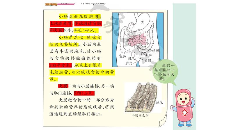 大象版（2017）科学四年级上册第五单元第四节《蜿蜒的旅行》课件02