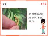 第7课时 种子的传播 课件