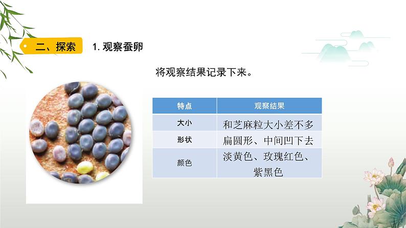 教科版科学三年级下册（2-1）迎接蚕宝宝的到来-PPT教学课件第7页