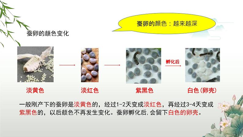 教科版科学三年级下册（2-1）迎接蚕宝宝的到来-PPT教学课件第8页