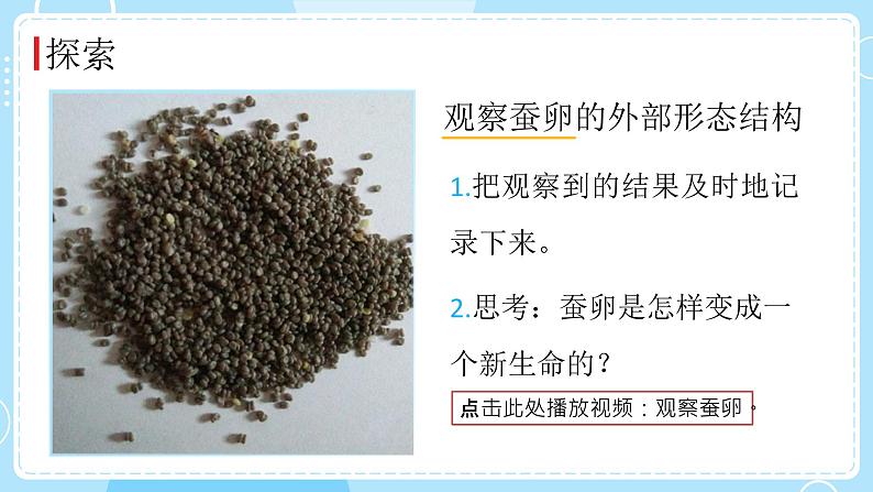 教科版科学三年级下册（2-1）迎接蚕宝宝的到来-教学课件第3页