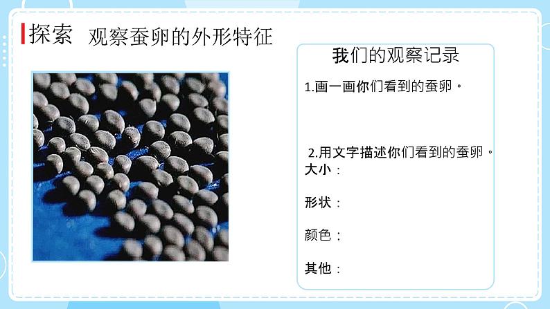 教科版科学三年级下册（2-1）迎接蚕宝宝的到来-教学课件第4页