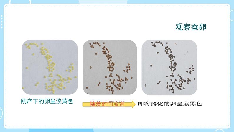 教科版科学三年级下册（2-1）迎接蚕宝宝的到来-教学课件第5页