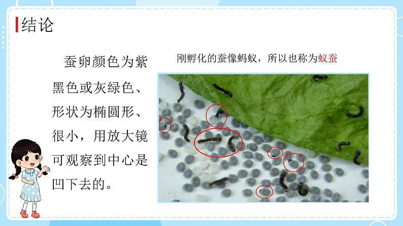 教科版科学三年级下册（2-1）迎接蚕宝宝的到来-教学课件第8页