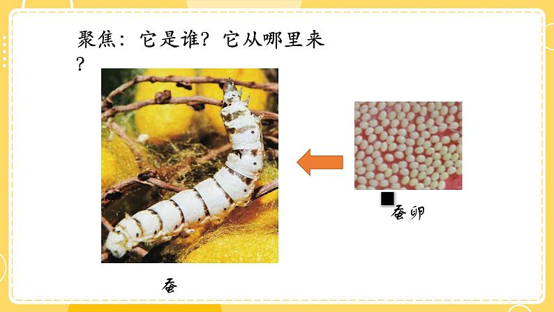 教科版科学三年级下册（2-1）迎接蚕宝宝的到来-教学PPT第3页