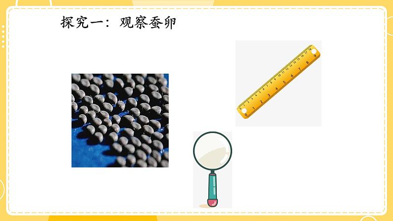 教科版科学三年级下册（2-1）迎接蚕宝宝的到来-教学PPT第5页