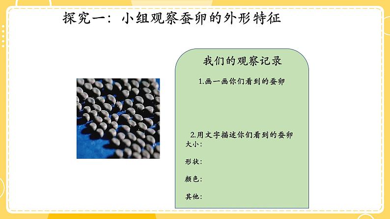 教科版科学三年级下册（2-1）迎接蚕宝宝的到来-教学PPT第7页