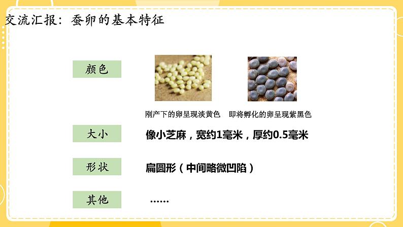 教科版科学三年级下册（2-1）迎接蚕宝宝的到来-教学PPT第8页