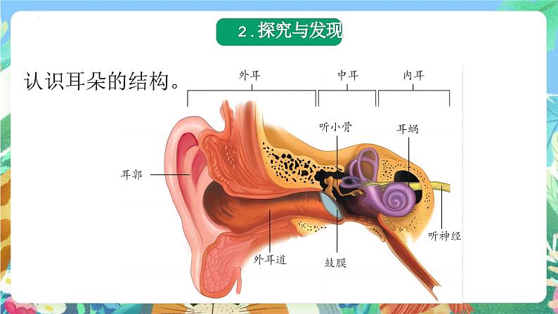 青岛版科学六年级下册1.3《听觉》课件+教案+练习（含答案）+素材05