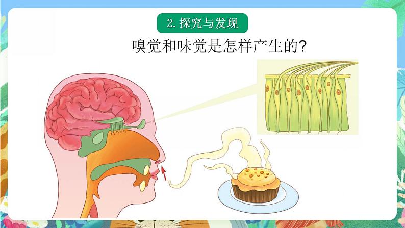 青岛版科学六年级下册1.4《嗅觉和味觉》课件+教案+练习（含答案）+素材05