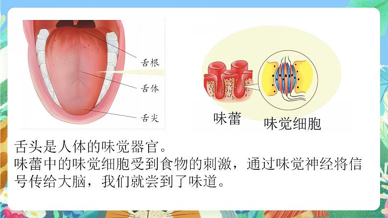 青岛版科学六年级下册1.4《嗅觉和味觉》课件+教案+练习（含答案）+素材08