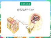 青岛版科学六年级下册1.5《触觉》课件+教案+练习（含答案）+素材